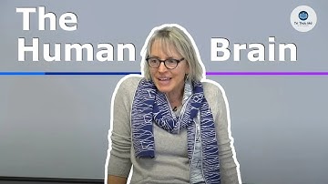 Giới Thiệu Não Người: Bài Giảng Mở Đầu | MIT 9.13 Khoa Học Não Bộ Lồng Tiếng Việt | Song Ngữ by T...