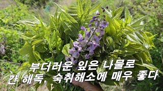 간 해독, 숙취 해소, 농약 해독, 보이면 채취 집으로 가져 오세요. by 큰세상약초TV 4,921 views 3 weeks ago 4 minutes, 22 seconds