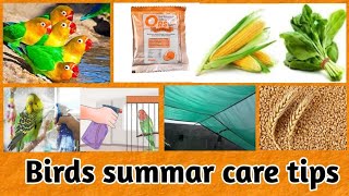 how to summar seson care tips in all birds | garmiyon main birds ko garmi se kaise bachayen screenshot 2