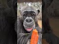 kids monkey funny video🤣🤣🤣🐒 🐵 Destiny #frlegends#viral #shorts #short