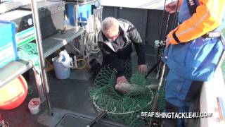Cod fishing on The Rocket out of Poole Dorset