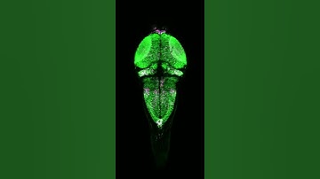 Zebrafish Brain Activity Captured Using New CaMPARI Red Fluorescent Protein