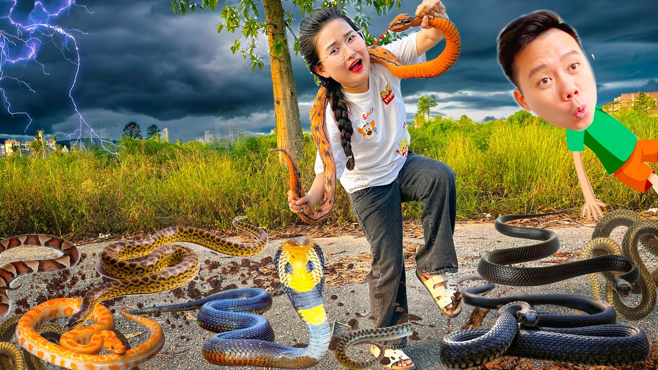 Changcady truy tìm con rắn, phát hiện ra rắn khổng lồ, rắn siêu ngắn