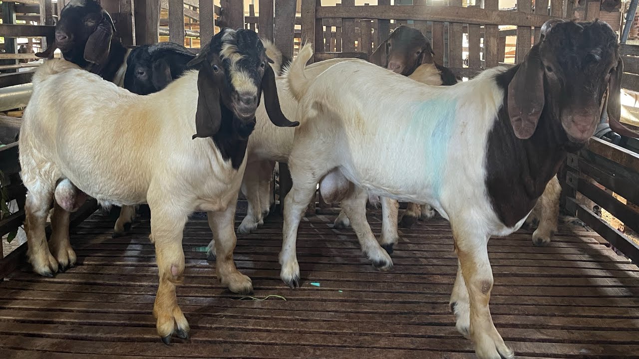 5 em dê Boer đực giống đỗ thịt có, vip có đủ cho ace 0355546423 (7/8/25) chuồng B2 Trại Dê Cô Nga 