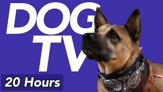 [No Ads] DOG TV  20 Hour Forest Dog Walking Video  Virtual Dog Walk