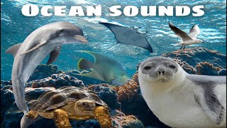 Magical Sounds of Marine Animals | A Relaxing Oceanic Symphony | 4k resolution