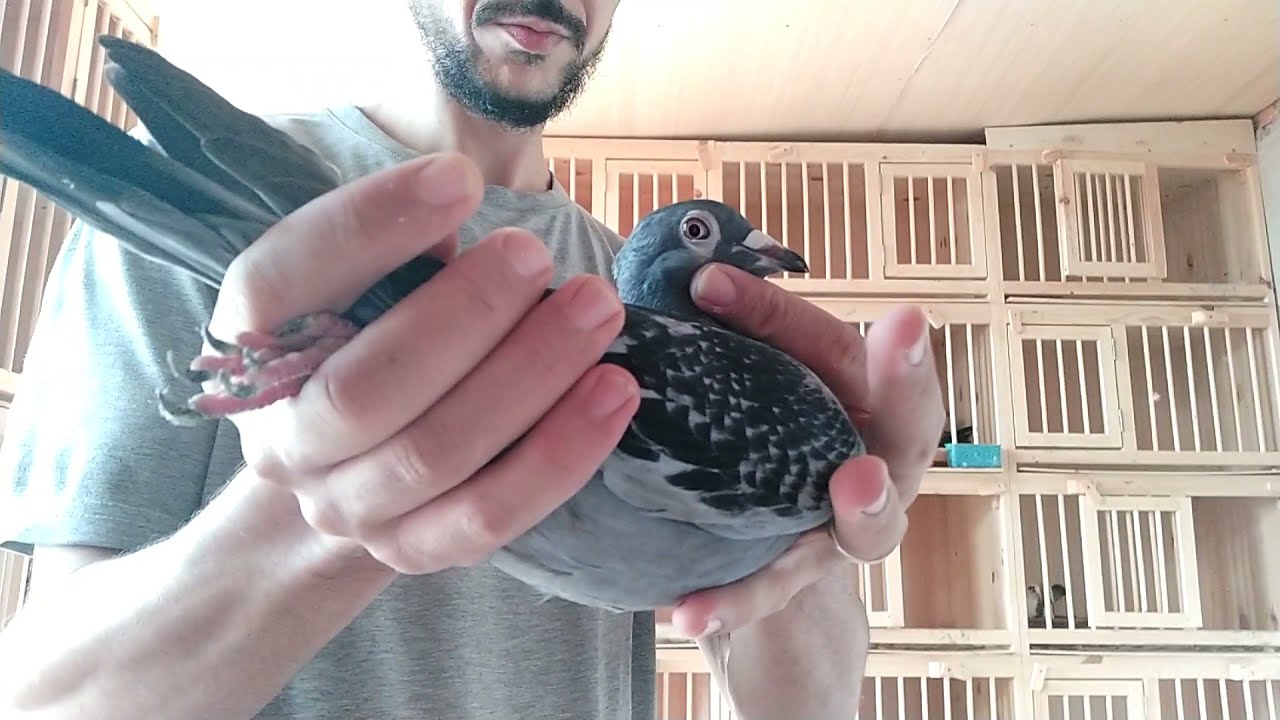 خاص لي عشاق مسافة الطويل والطويل الممتاز