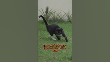 Make Dinner a Hunt — Puzzle Feeders for Bored Cats