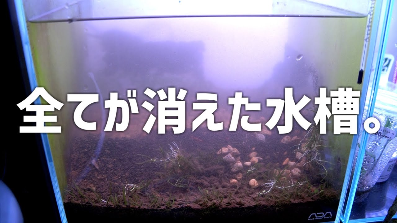 The aquarium that had been covered in moss has finally disappeared The aquarium that had been covered in moss has finally disappeared