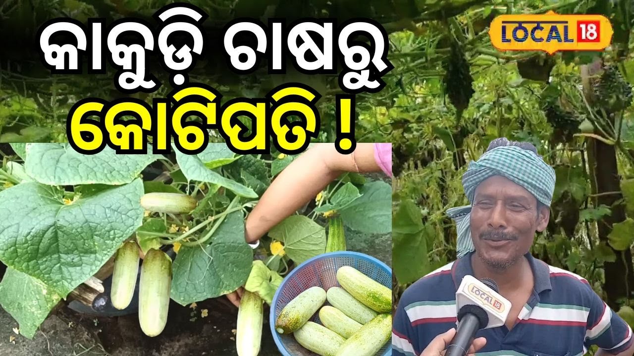 କାକୁଡ଼ି ଚାଷରୁ କୋଟିପତି ! । Vegetable। Farming। Odisha। Baleswar। #local18