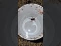 Ant vs Ant — Epic Battle for Survival! 🐜⚔️ #ytshorts  #shorts #insects #forest