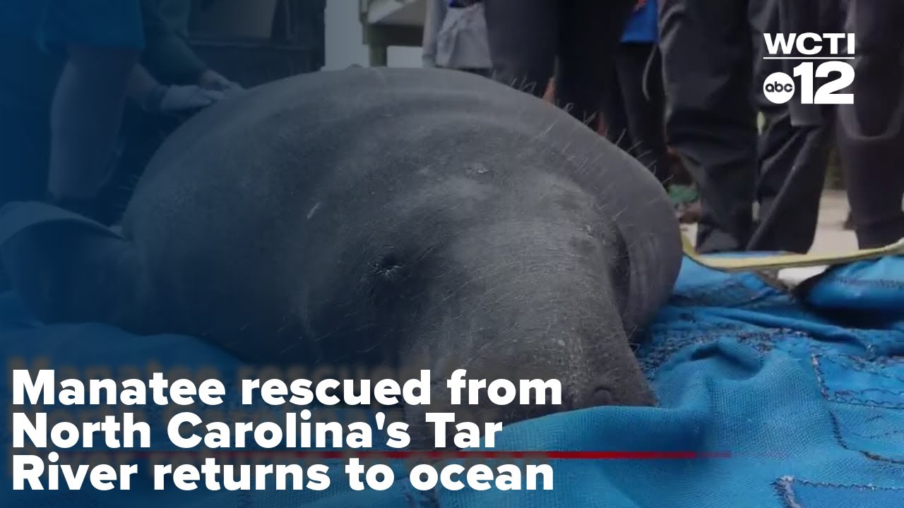 Manatee rescued from North Carolina's Tar River returns to ocean - YouTube