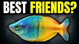 Angelfish Tank Mates: What Survives and What Doesn't