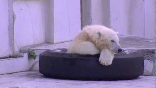 地下鉄のタイヤに入るホッキョクグマ アイラ~Polar Bear's cub enters tire