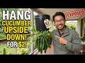 Your Cucumbers Are Crooked Because You're Growing Them Wrong. $2 Bucket Fixes This Forever