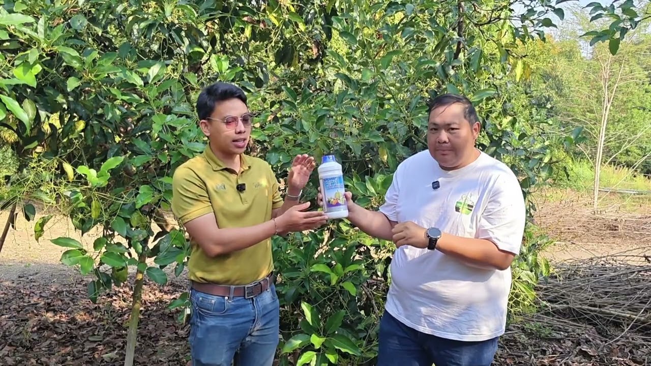 -อะโวคาโด้ vlog  ep. 198 การดูแลอะโวคาโดช่วงเริ่มติดผล