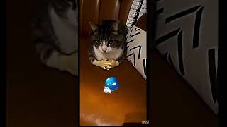 Funny Cat Reaction 😂🐱 | Cute Cats Playing Together #shorts #cat #funny