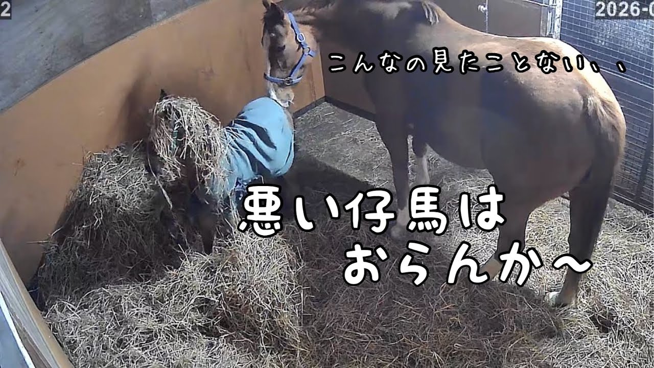生後6日のナマハゲ