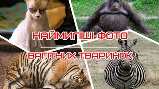 Наймиліші Фото Вагітних Тваринок  The Cutest Photos Of Pregnant Animals