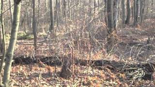 Top 3 Bigfoot Sightings of 2011