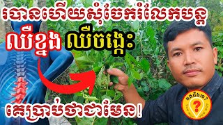 ថ្នាំសន្លាក់ ឈឺខ្នង ឈឺចង្កេះ Best Khmer Medical Plants 2023 [ ឱសថបុរាណខ្មែរ ]