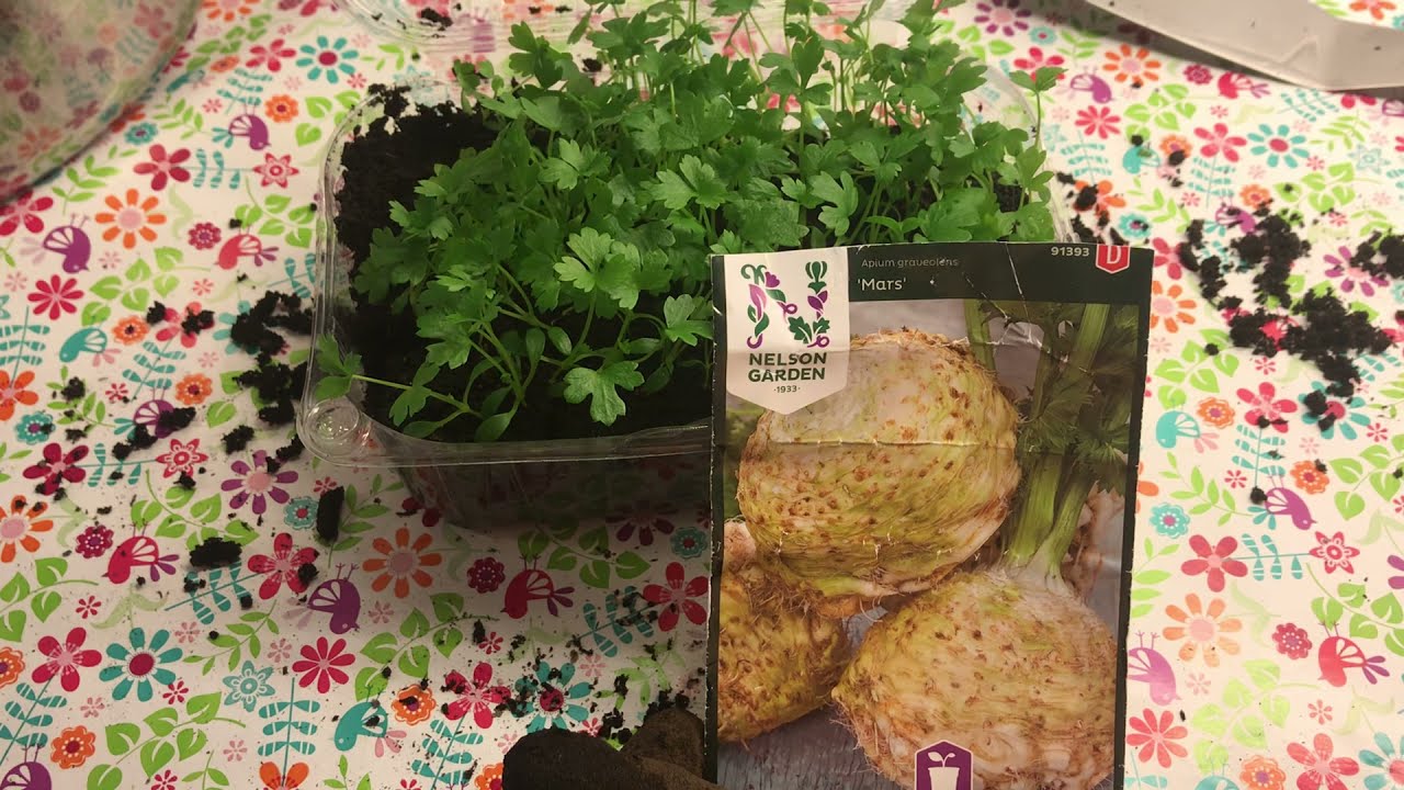 #4 Rotselleri påfyllning av jord 😊🌱
