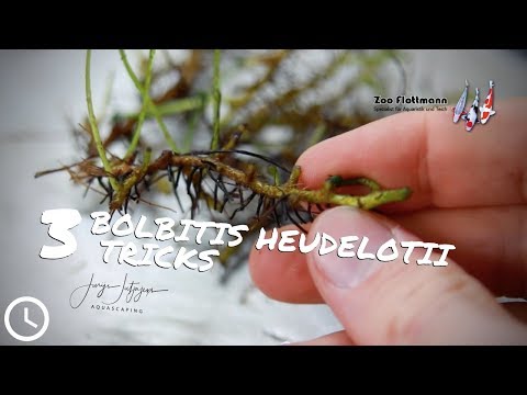 3 трюка с Bolbitis heudelotii, о которых вы, возможно, никогда не слышали