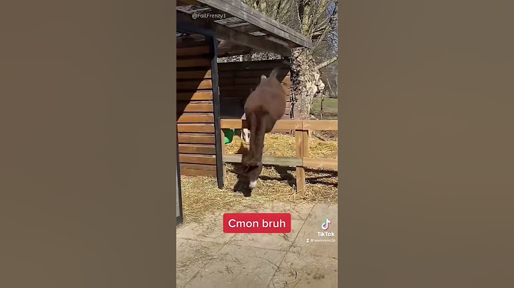 Burro se cae 🤣