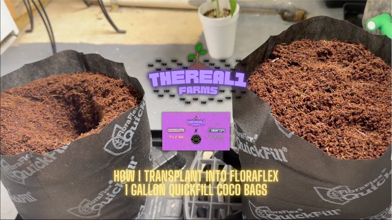 How I Transplant Into FloraFlex 1 Gallon Quick Fill Coco Bags   4K