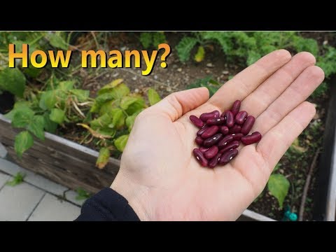 Bean Harvest 2019