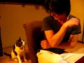 Sashimi-san 17 | 本気でネコに襲われてみた #17 | soezimax