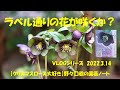VLOGシリーズ 2022.3.14（ラベル通りの花が咲くか？）