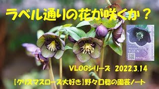 VLOGシリーズ 2022.3.14（ラベル通りの花が咲くか？）