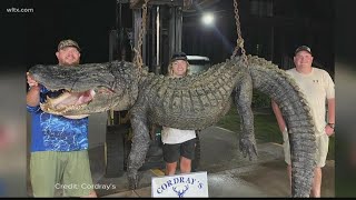 Alligator hunting season kicks off with a couple of big catches at Lake Marion