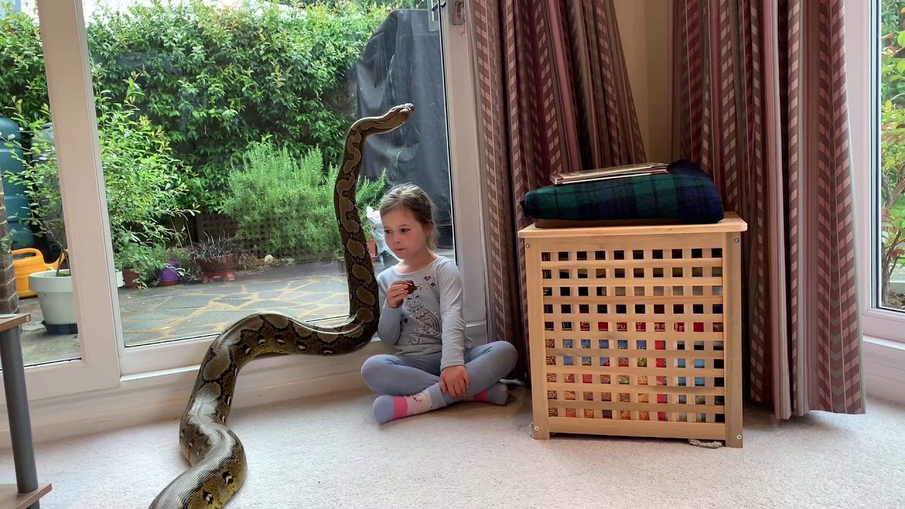 15ft Reticulated Python has no concept of personal space. - YouTube