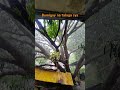 Bakit ka bumigay binigyan mo pa kmi Ng maraming bunga last year. #mangotree #bagyoferdie #viral