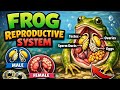 Frog Reproductive system