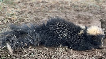 How to extract skunk essence. #trapping #skunks #outdoors