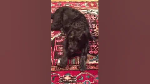 Bertie's bell