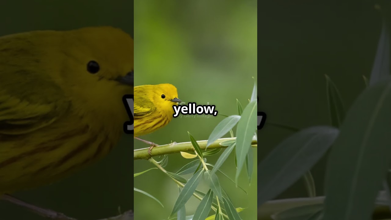 Что делает пеночек такими очаровательными? 