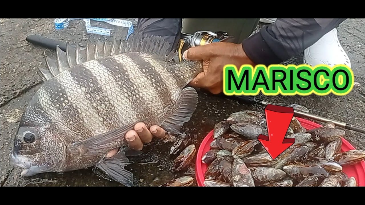 FAÇA UM TESTE!!! MARISCO ISCA INFALÍVEL NA PESCARIA DE COSTEIRA OU COSTÃO GUARAPARI_ ES PESCARIA.