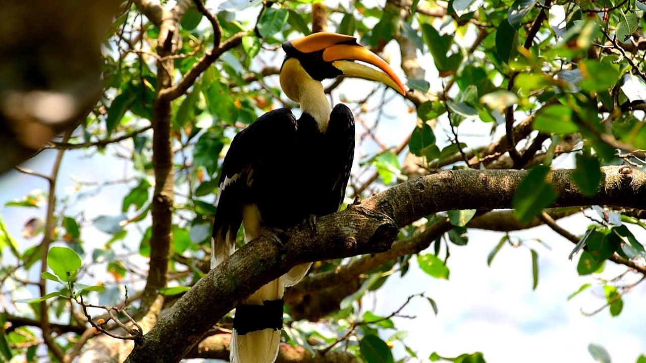 Great Indian Hornbill | Great Hornbill | Great Pied Hornbill | Buceros