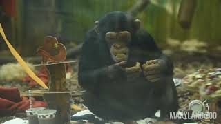 Chimpanzee Maisies 4th Birthday Party!