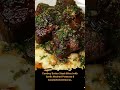 Cowboy Butter Steak Bites (with Garlic Mashed Potatoes & Caramelized Onions)