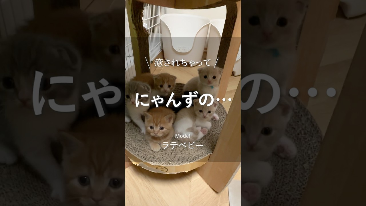 にゃんずの… ／ - YouTube