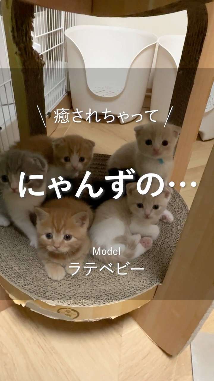 にゃんず　0605 にゃんずの… ／ - YouTube
