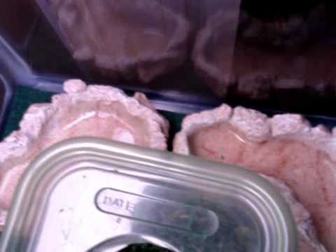 lizard skin grips Leopard Gecko Setup