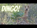 2 Minutes of Dingo Life! Intelligent... Alert...