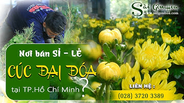 HOA CÚC ĐẠI ĐÓA - Cung cấp Sỉ - Lẻ hoa cúc đại đóa GIÁ RẺ