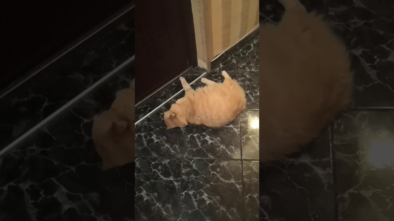 Funky cat автомобиль